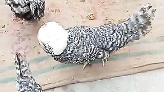 On the head