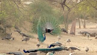 Indian bird