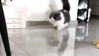 Funny Cat 79