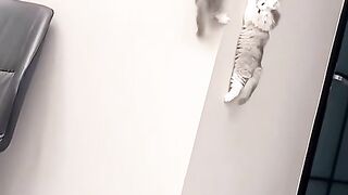 Funny Cat 80