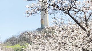 Spring in korea