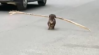 I Have License Too  for walking in road