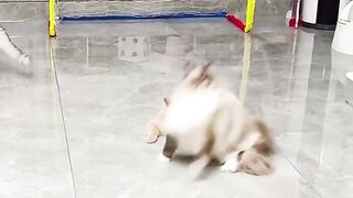 Cat cutte