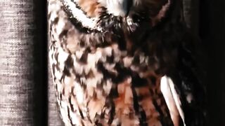 bird for nature #bird #animal