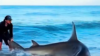 Catch a shark ????