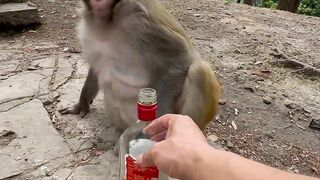 Now the monkey has started drinking alcohol too