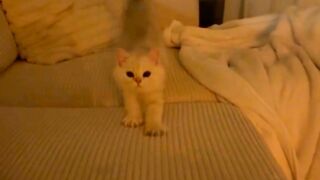 See cute cats official