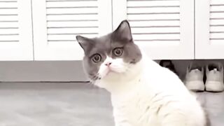 Cute cat #cat #cute