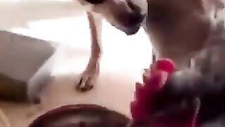 Funny animal videos part1