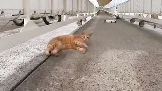 Funny cat video part 2 watch till the end