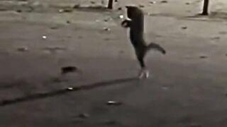 Funny video ???? 93
