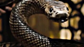 Franklin Finbar Brokes Snake's Teeth