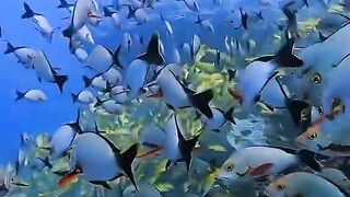#Amazing fish ???????? and# anything