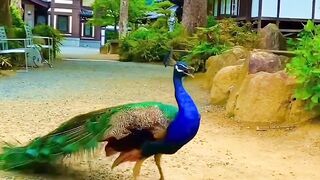 Peacock 9