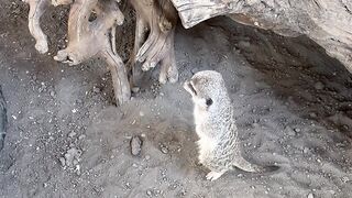 #Canada/Calgary/Zoo/walking