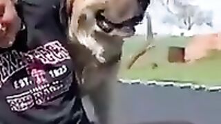 Funniest Cat And Dogs ???? Funny Animal Videos 2022 #33
