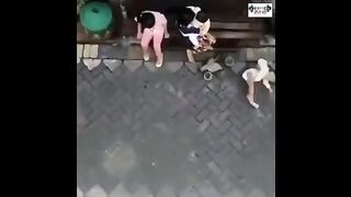 Funny Monkey ???? Videos ???? New Funny Video 2021 – Must Watch!
