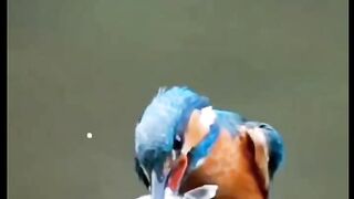 Kingfisher