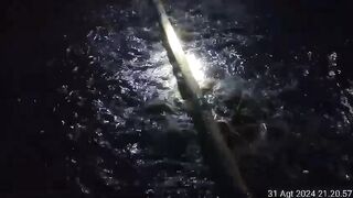 Pakan alternatif untuk ikan lele 2