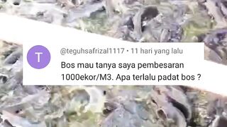 Budidaya lele TEBAR PADAT 1000ekor/m³ ❗ Kolam hampir gak ada airnya