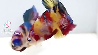 Nice betta fish???? 2