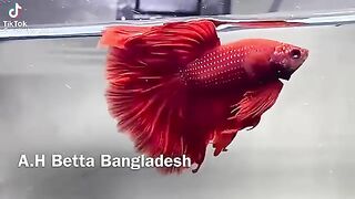 Nice betta fish???? 3
