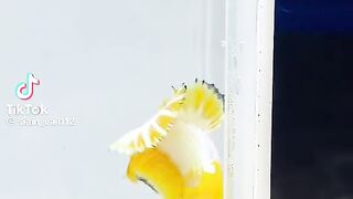 Nice betta fish???? 4