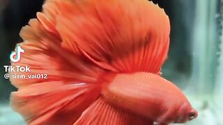 Nice betta fish???? 5