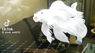 Nice betta fish???? 6
