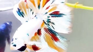 Nice betta fish???? 7