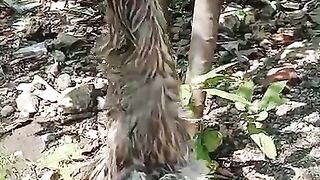 Apa nama burung ini❓Suka nyuri ikan lele di kolam
