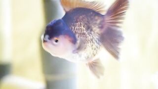 Cute goldfish