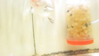 The Fascinating World of Goldfish