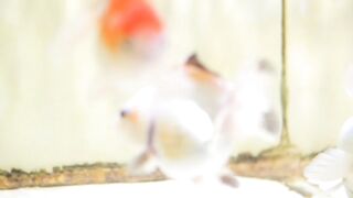 Goldfish Care: Tips for a Healthy Aquarium