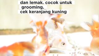 Discovering the Beauty of Goldfish Varieties