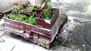 Cara Menanam Bayam di Pot Halaman Rumah