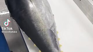 CUTTING FISH TUNA
