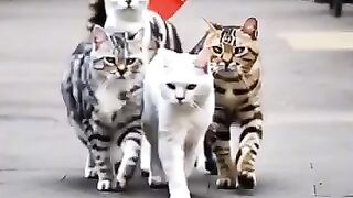 Kitty army show