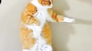 funny cats 43
