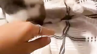funny cats episode 4