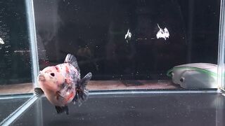 Goldfish oranda tiger