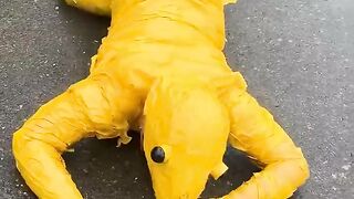 ToRung Comedy- Gecko Rescue