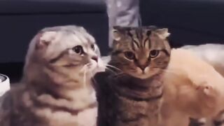 Funniest and Cutest Cat Moments: Non-Stop Laughter!
