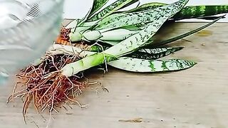 How to plant decoration