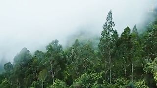 Rainforests..