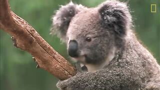 Koalas..