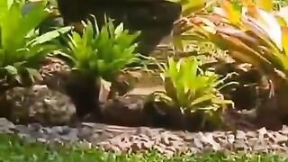 Burung kutilang sedang minum