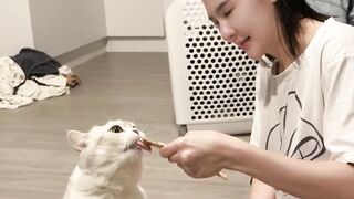 #funy #animall #cat #catlover