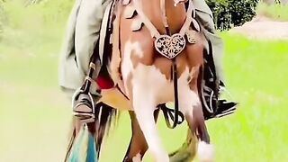 Horse 19