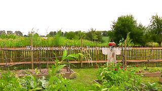 Cozy Summer Days Canning Tomatoes from the Garden  ASMR Cooking